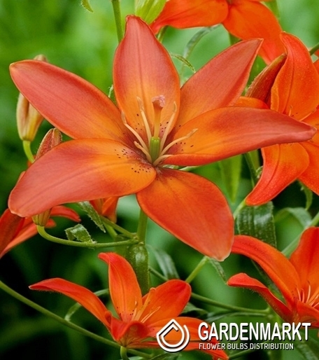 Lilia Azjatycka Mandarin Star 1 szt.