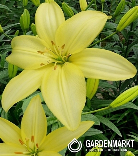 Lilia Azjatycka Easy Vanilla 1 szt.