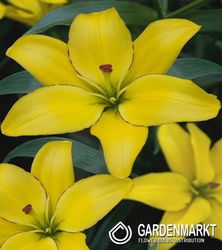 Lilia Azjatycka Yellow Cocotte 1 szt.