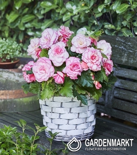 Begonia Dwukolorowa Picotee White 1 szt.