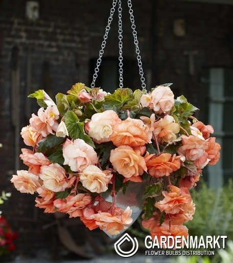 Begonia Odorata Splendide Apricot 1 szt.