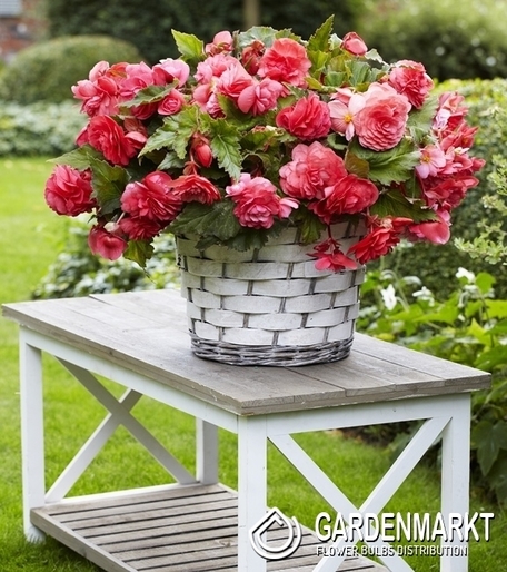 Begonia Odorata Pink Delight 1 szt.