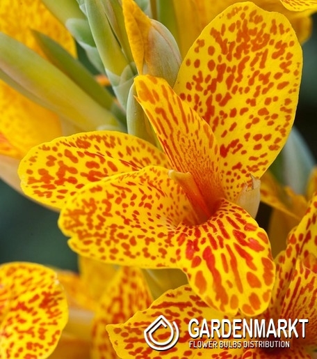 Canna - Kanna Confetti 1 szt.