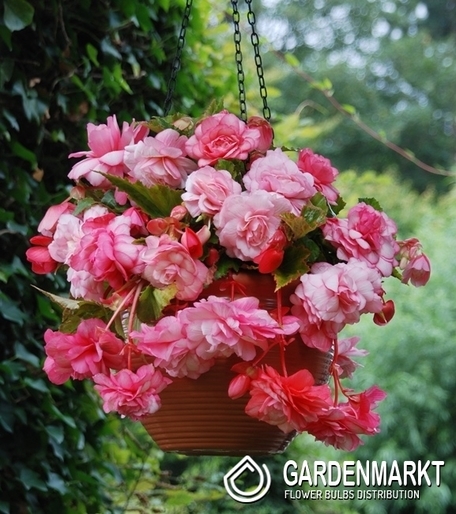 Begonia Splendide Alifra 1 szt.