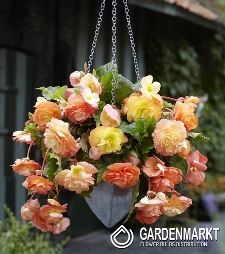 Begonia Splendide Ballerina 1 szt.