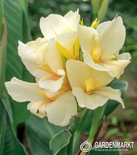 Canna-Kanna Puck 1 szt.