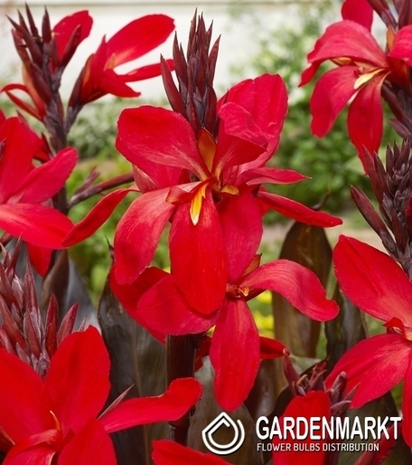 Canna-Kanna Red Futurity 1 szt.