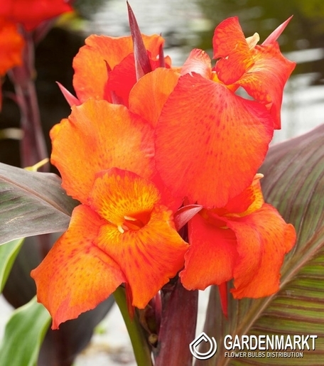 Canna-Kanna Verdi 1 szt.