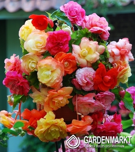 Begonia Splendide Mix 5 szt.