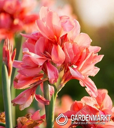 Canna-Kanna Picasso Yellow 1 szt.