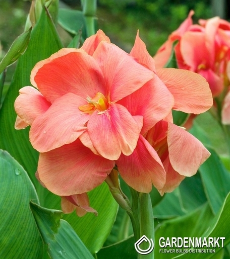 Canna-Kanna Salmon Beauty 1 szt.