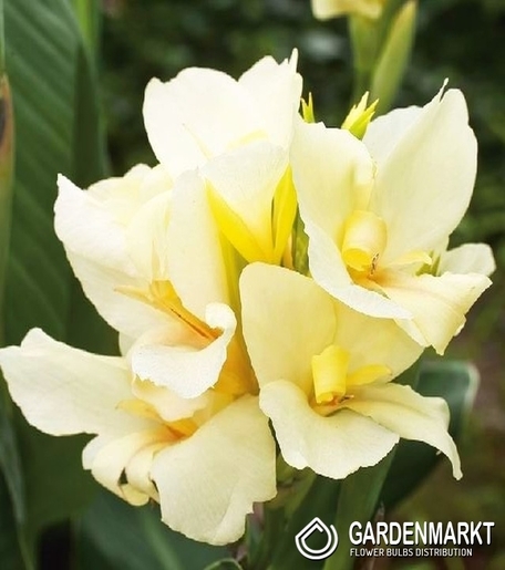 Canna-Kanna Vanilla Cream 1 szt.