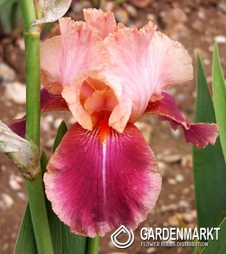 Irys Germanica - Bródkowy Carnaby 1 szt.
