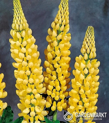 Lupinus - Łubin Chandelier 1 szt.
