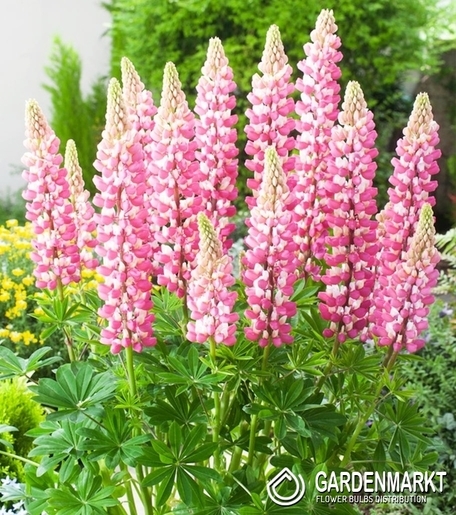 Lupinus - Łubin The Chatelaine 1 szt.