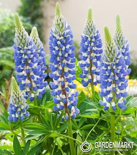 Lupinus - Łubin The Governor 1 szt.