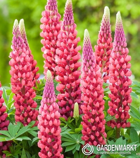 Lupinus - Łubin The Pages 1 szt.