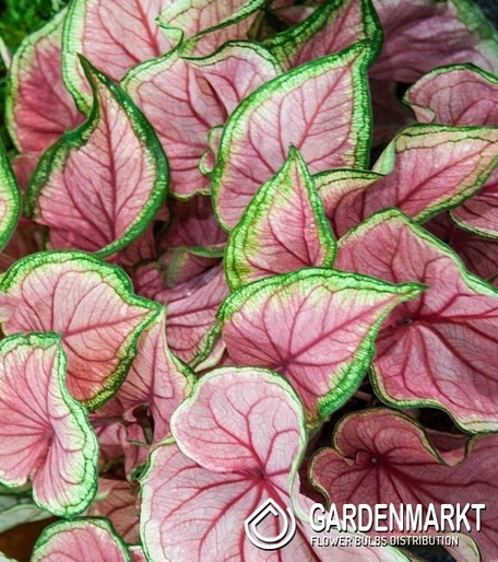 Caladium - Kaladium Florida Sweetheart 1 szt.