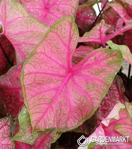 Caladium - Kaladium Frannie Munson 1 szt.