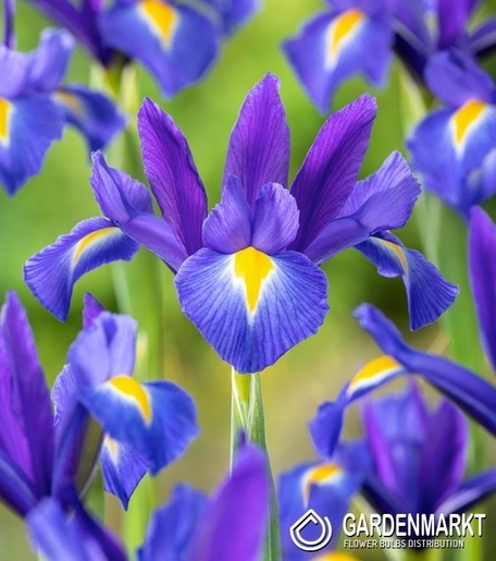 Irys Holenderski Valentine 10 szt.
