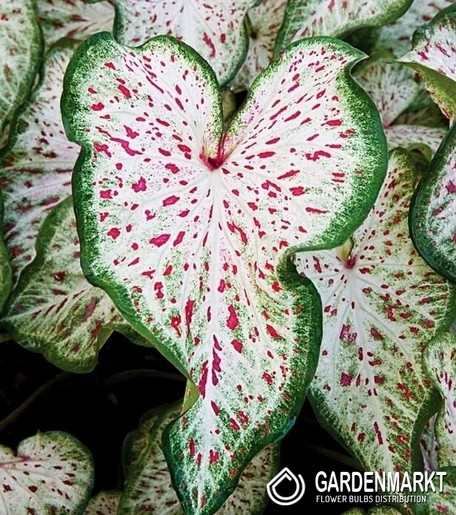 Caladium - Kaladium Gingerland 1 szt.