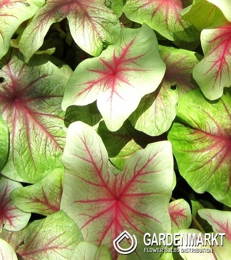 Caladium - Kaladium Mint Julep 1 szt.