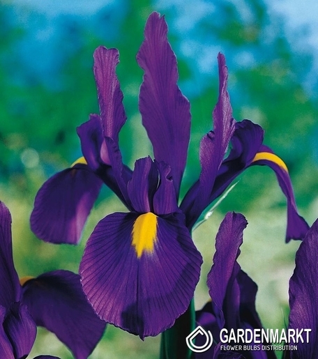 Irys Holenderski Discovery Purple 10 szt.