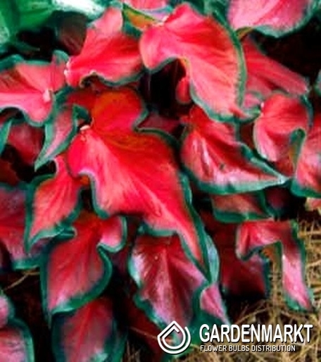 Caladium - Kaladium Red Ruffles 1 szt.