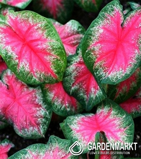 Caladium - Kaladium Rosebud 1 szt.