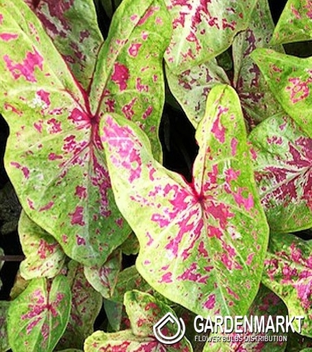 Caladium - Kaladium Seafoam Pink 1 szt.