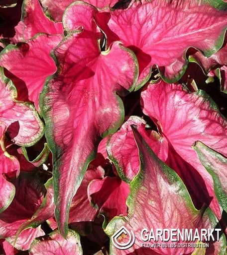 Caladium - Kaladium Sizzle 1 szt.