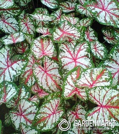 Caladium - Kaladium Tapestry 1 szt.