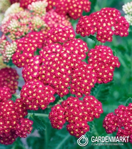 Achillea-Krwawnik Paprika - czerwony 1 szt.