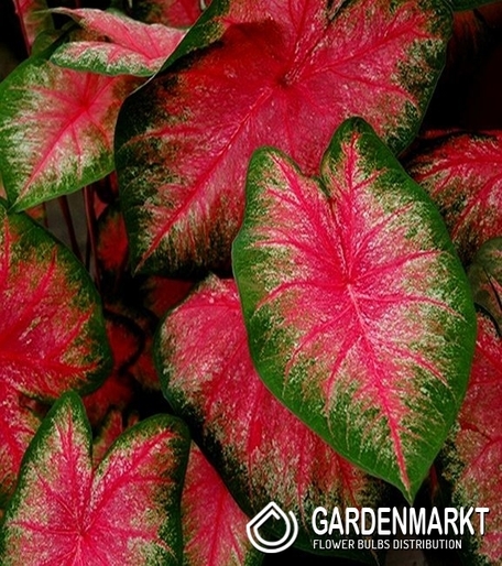 Caladium - Kaladium Tequila Sunrise 1 szt.