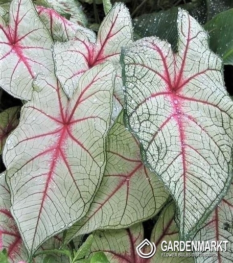 Caladium - Kaladium White Queen 1 szt.