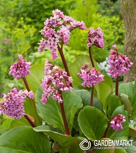 Bergenia Cordifolia Purpurea 1 szt.