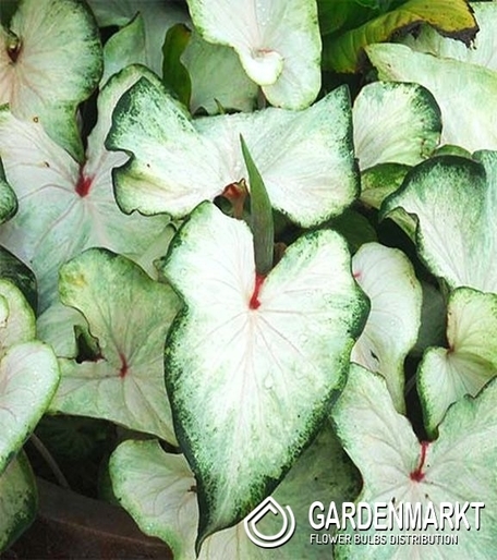 Caladium - Kaladium White Wing 1 szt.