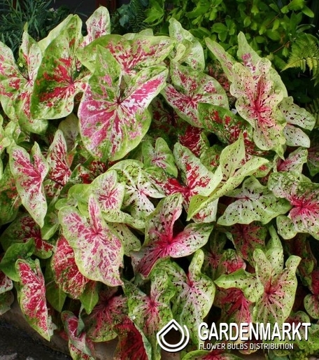 Caladium - Kaladium Miss Muffet 1 szt.