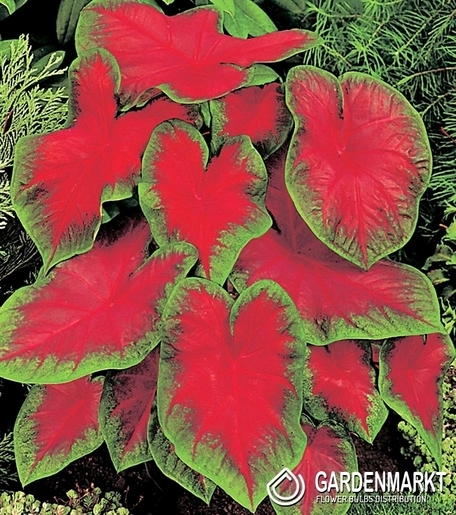 Caladium - Kaladium Freida Hemple 1 szt.
