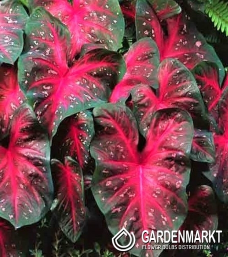 Caladium - Kaladium Red Flash 1 szt.