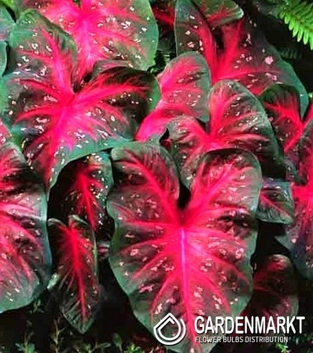 Caladium - Kaladium Royal Flush 1 szt.
