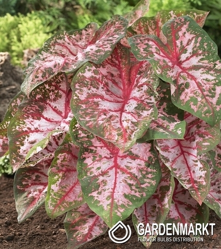 Caladium - Kaladium Carolyn Whorton 1 szt.