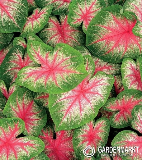 Caladium - Kaladium Pink Beauty 1 szt.