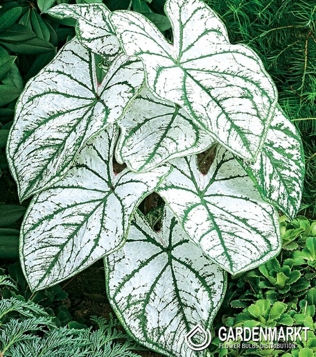 Caladium - Kaladium Candidum Sr. 1 szt.