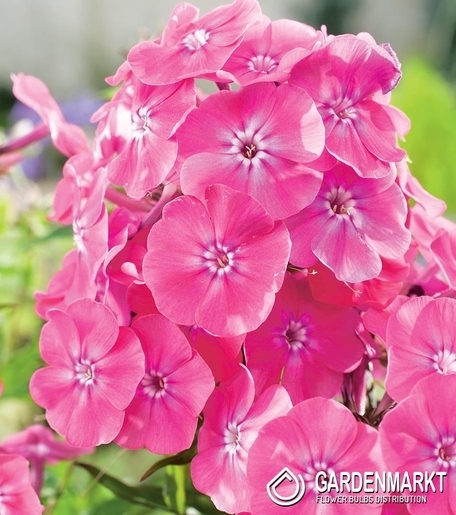 Phlox - Płomyk Wiechowaty Windsor 1 szt.