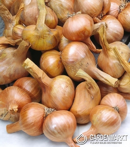 Cebula Dymka Szalotka Golden Gourmet Rozmiar 7-14 0,25 kg