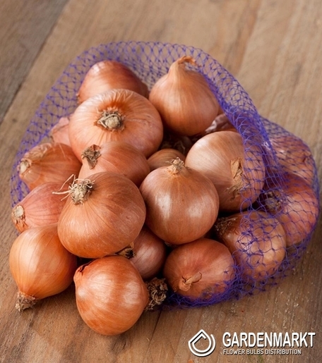 Cebula Dymka Szalotka Red Sun Rozmiar 7-14 0,25 kg