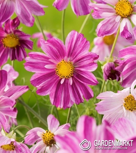 Cosmos Flamingo - Kosmos Jasnoróżowy 1 szt.