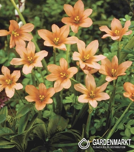 Moraea Flaccida - Homeria 10 szt.