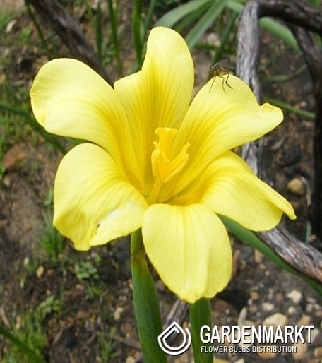 Moraea Ochroleuca - Homeria 10 szt.